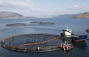 scotish salmon farm